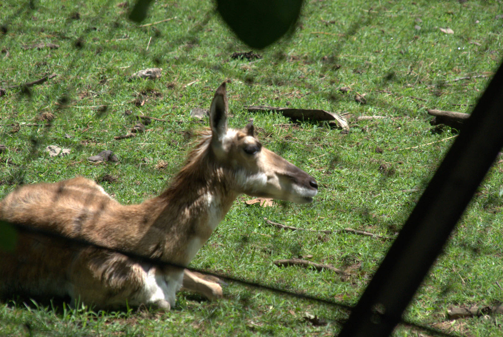 Pronghorn