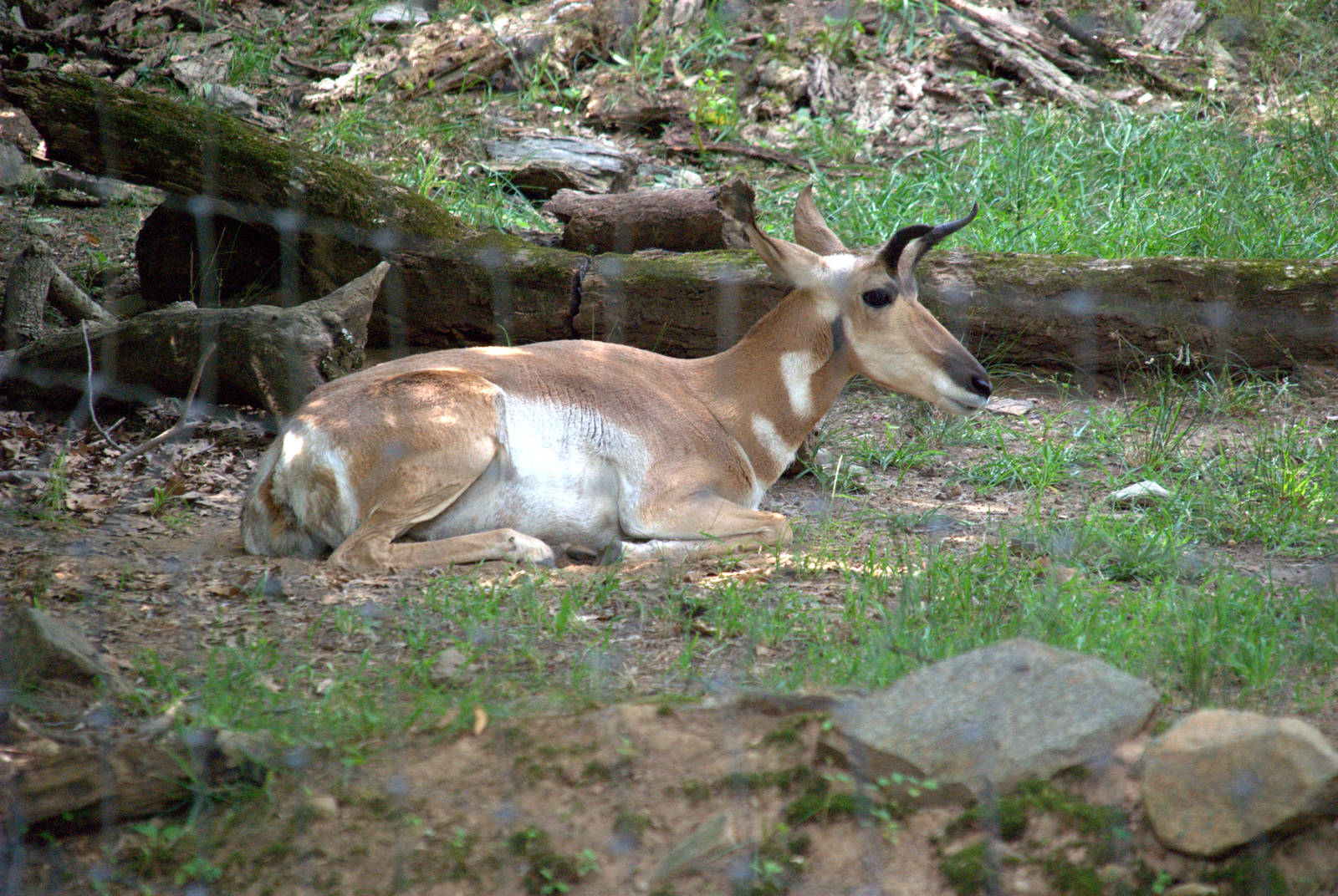 Pronghorn