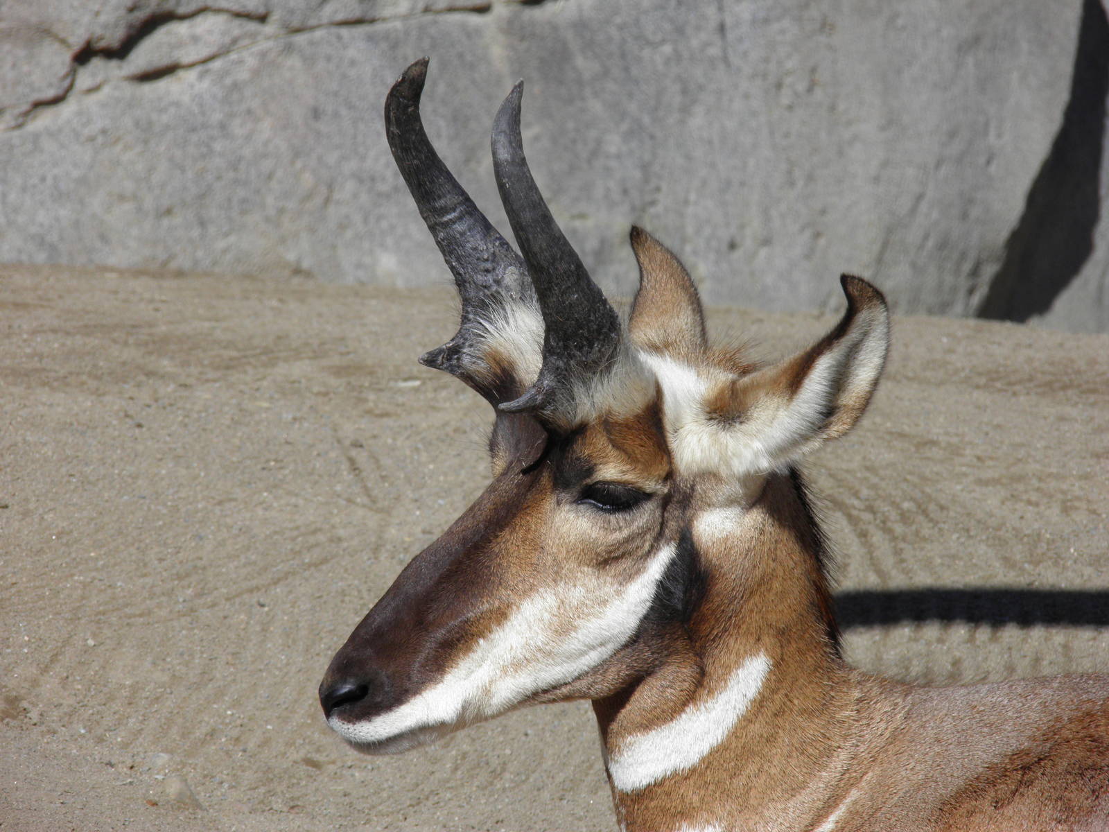 Pronghorn