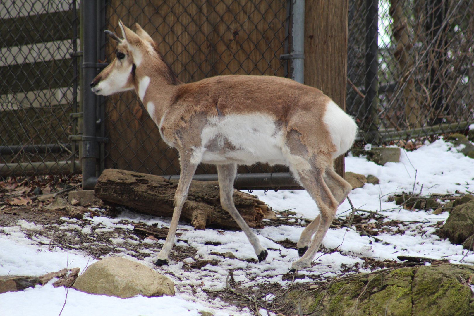 Pronghorn