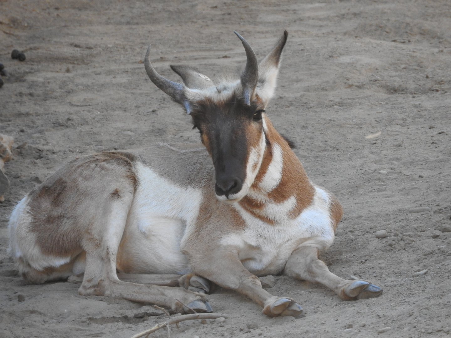 Pronghorn