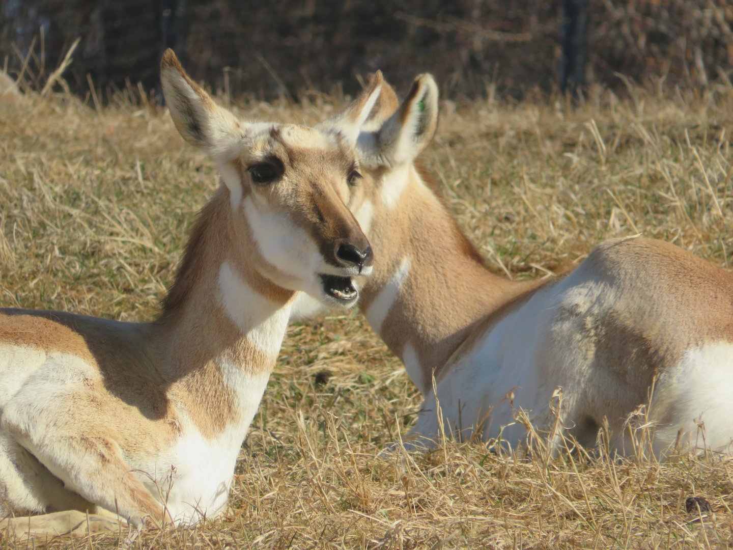 Pronghorn