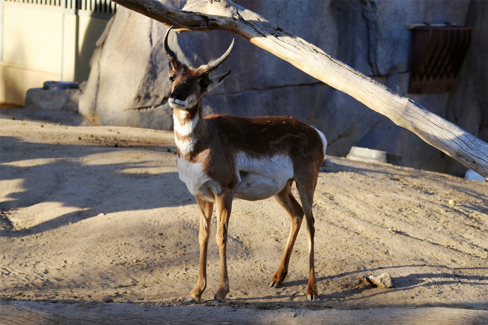 Pronghorn