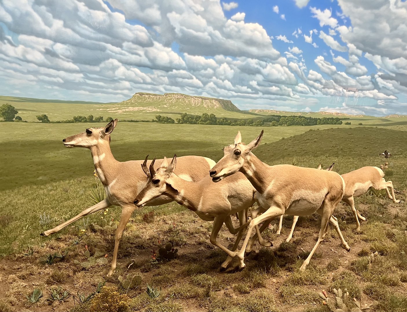 Pronghorn