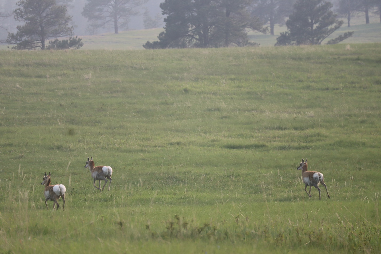 Pronghorn