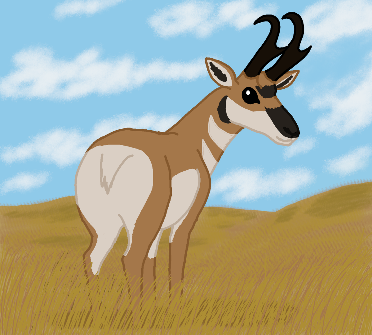 Pronghorn
