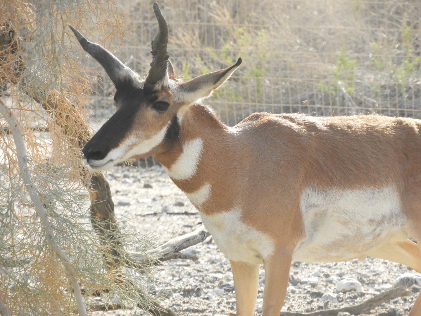 Pronghorn