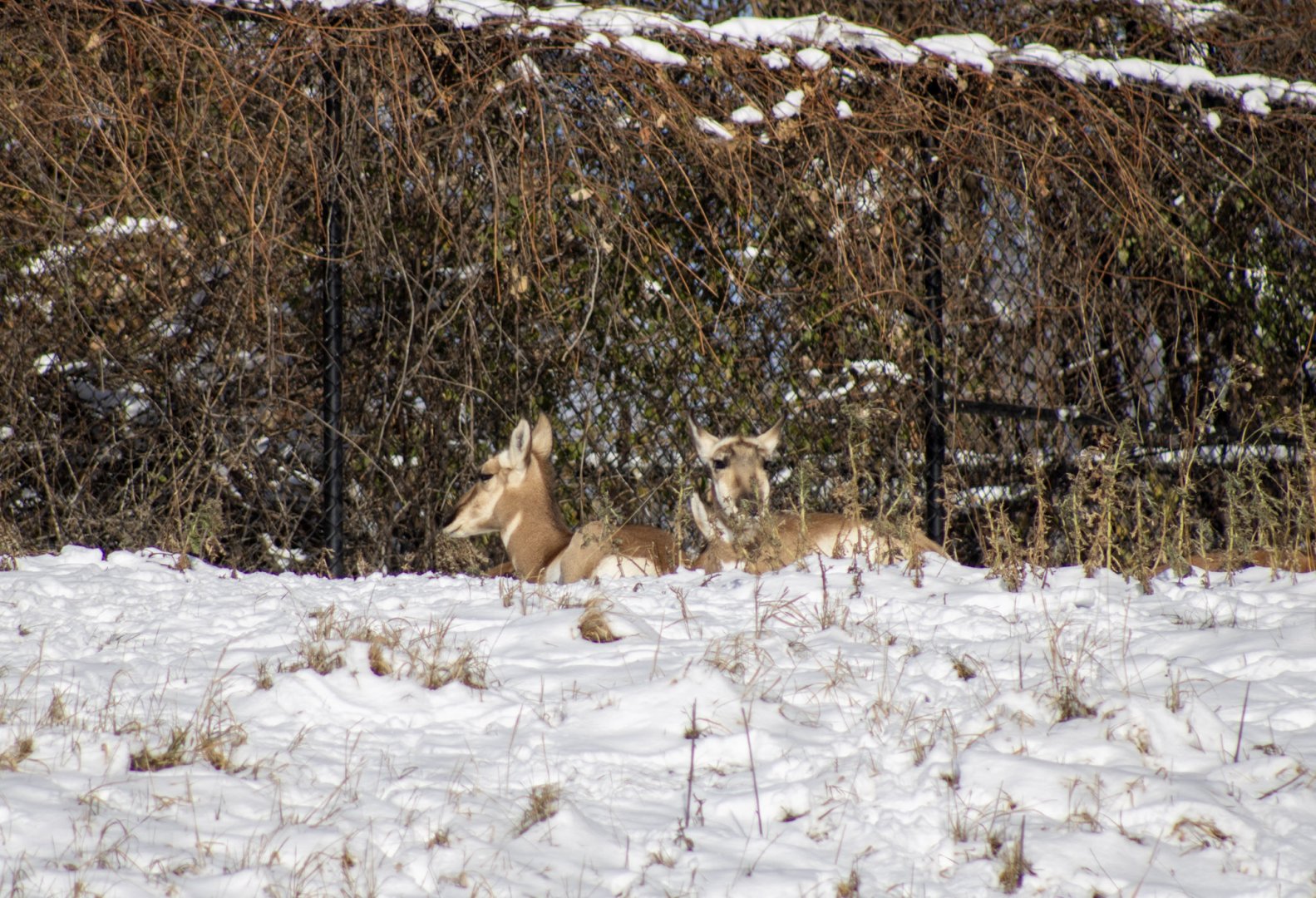 Pronghorn