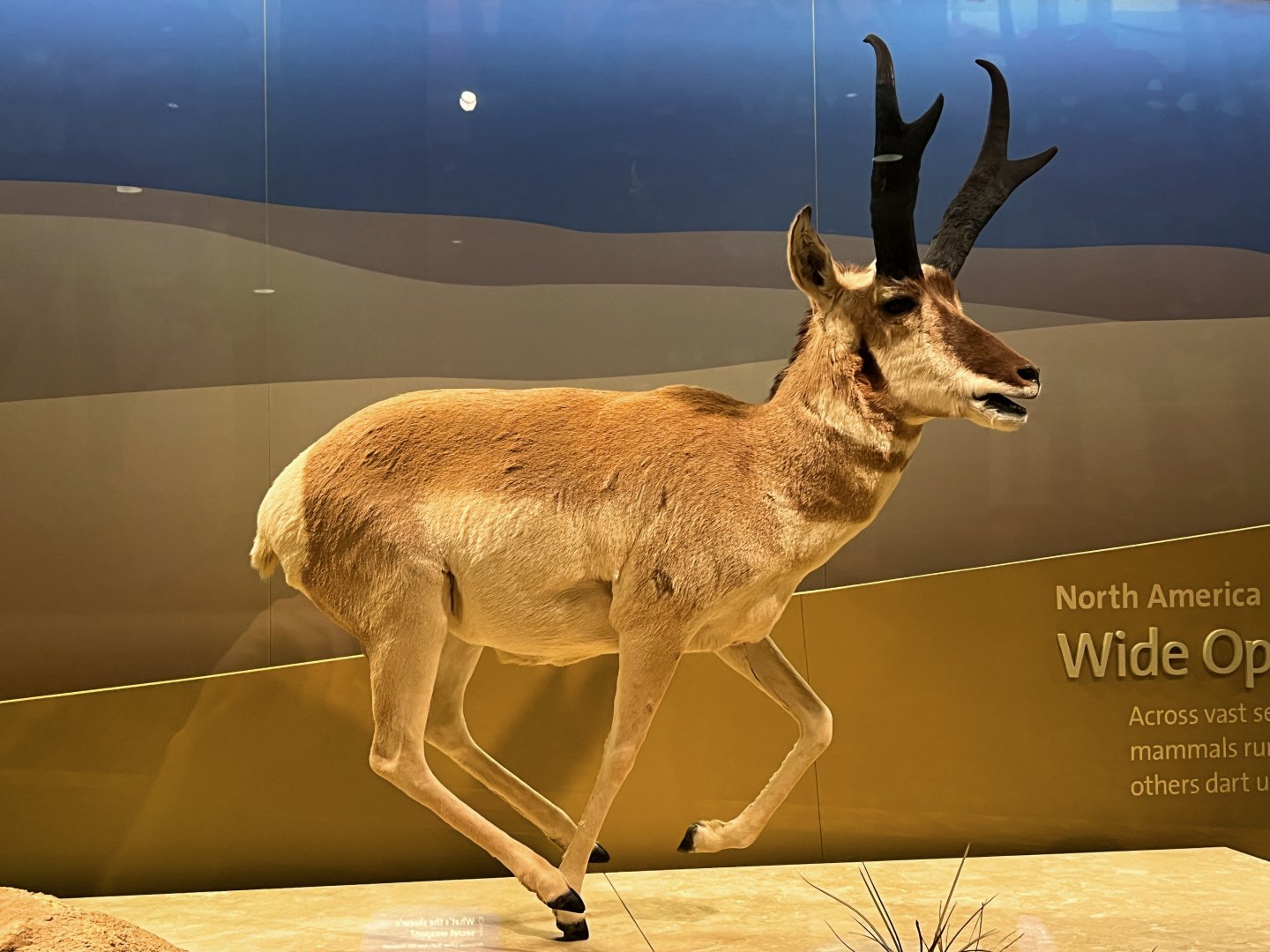 Pronghorn