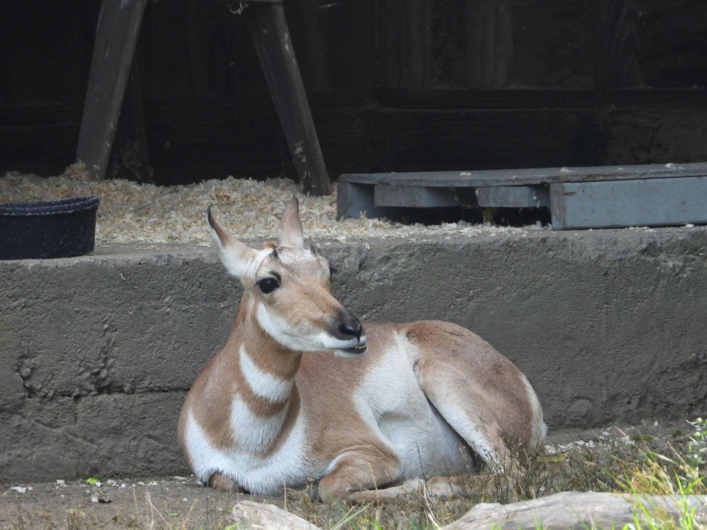 Pronghorn