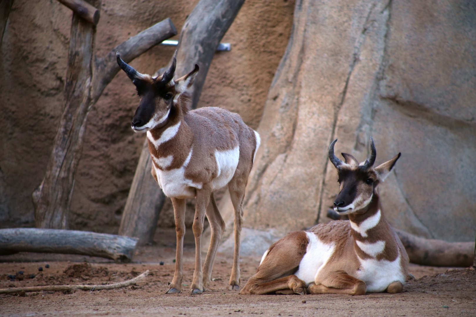 Pronghorn