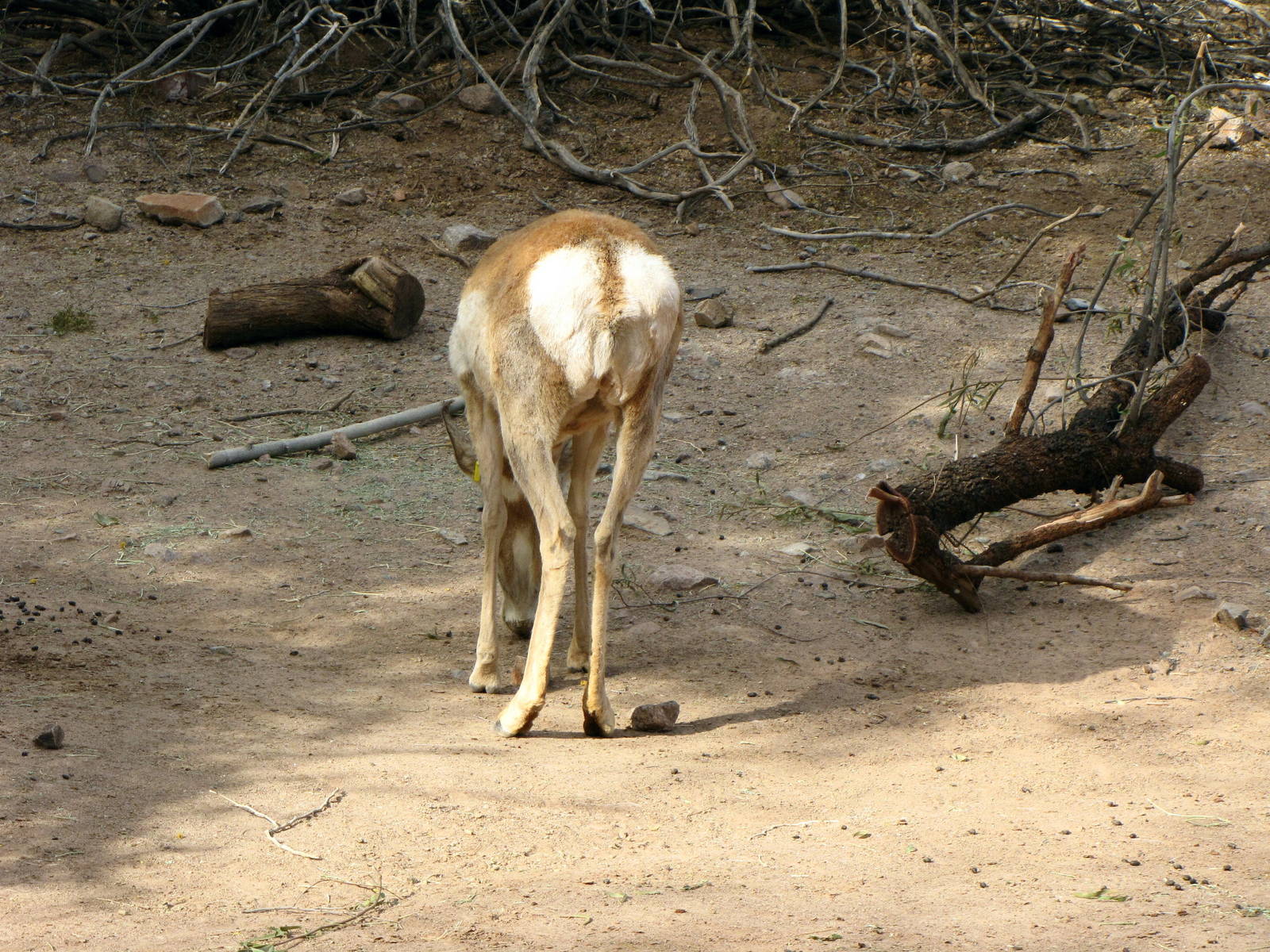 Pronghorn