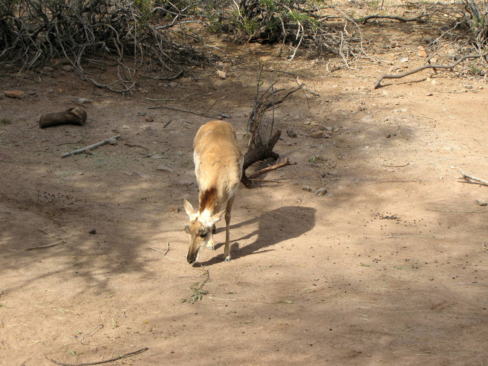 Pronghorn