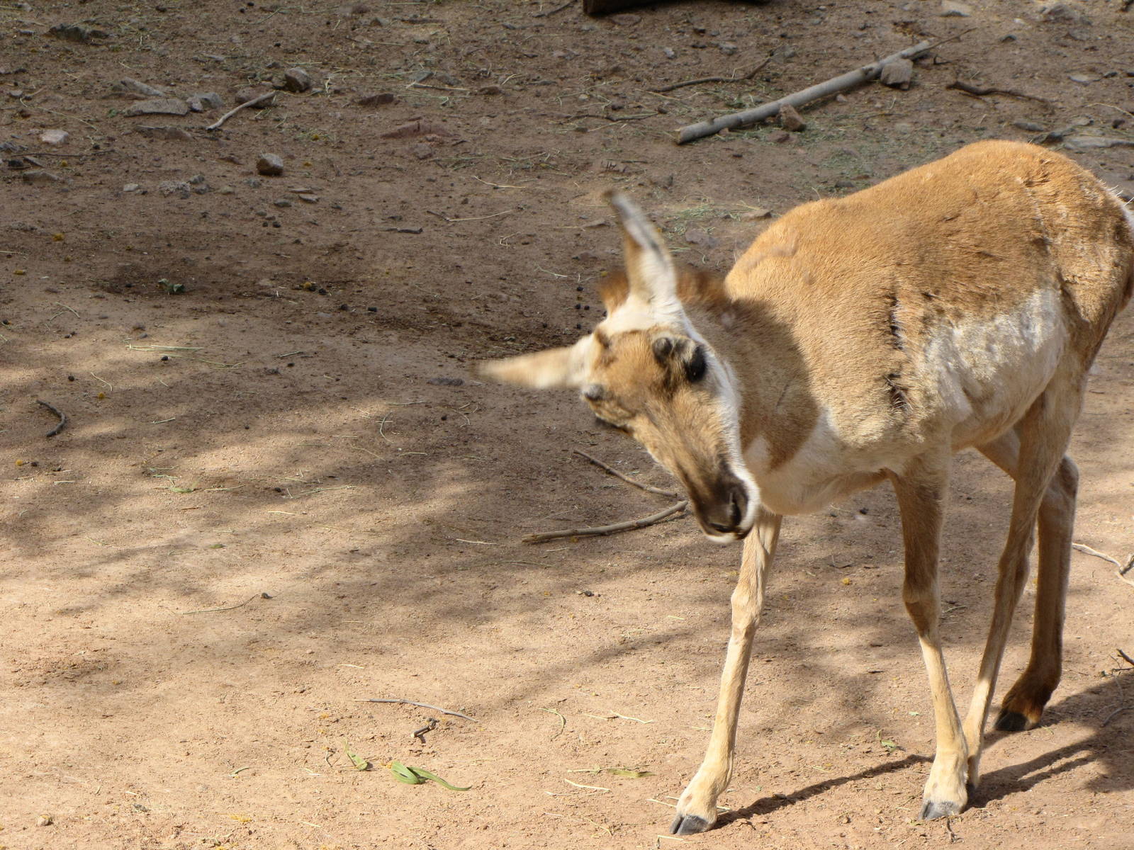 Pronghorn