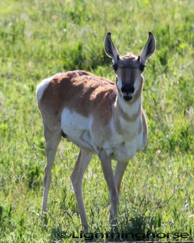 Pronghorn