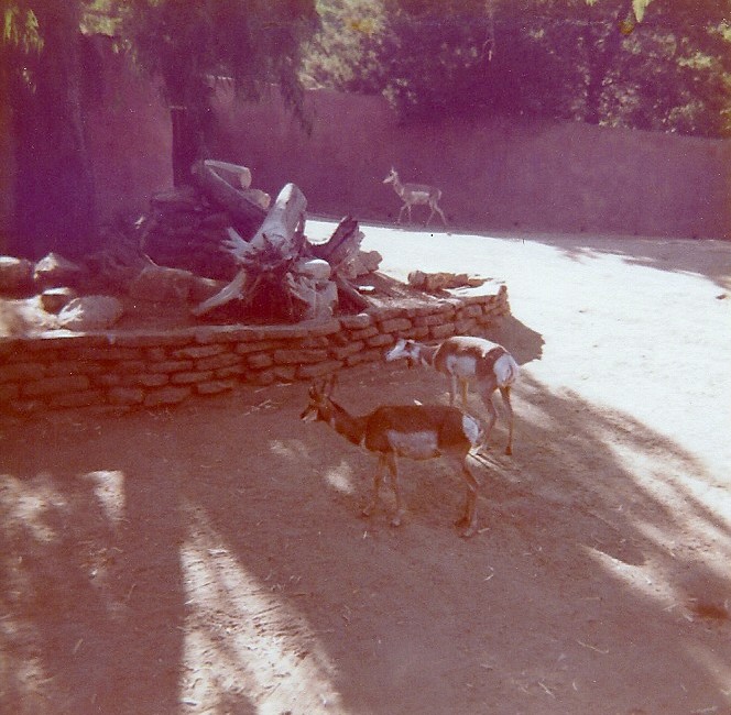 Pronghorns - 1977/78