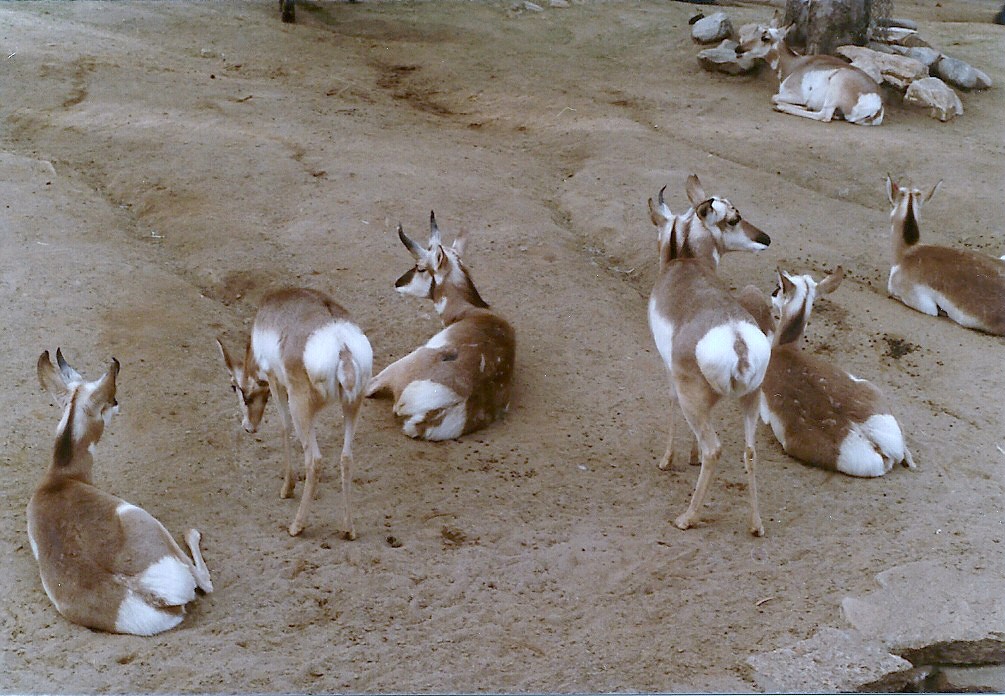 Pronghorns - 1982
