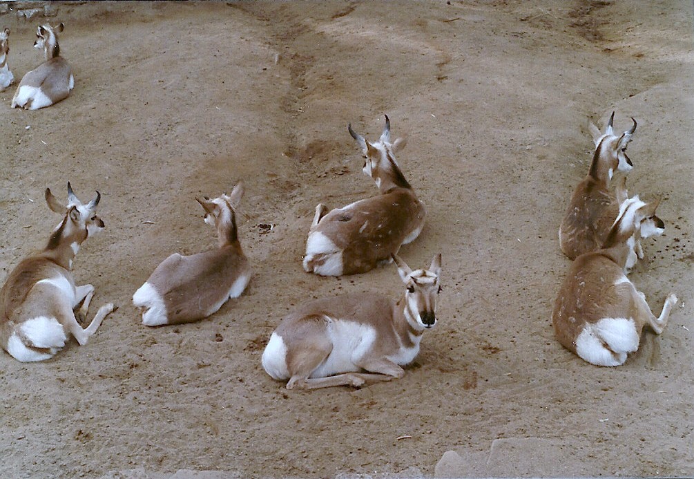 Pronghorns - 1982