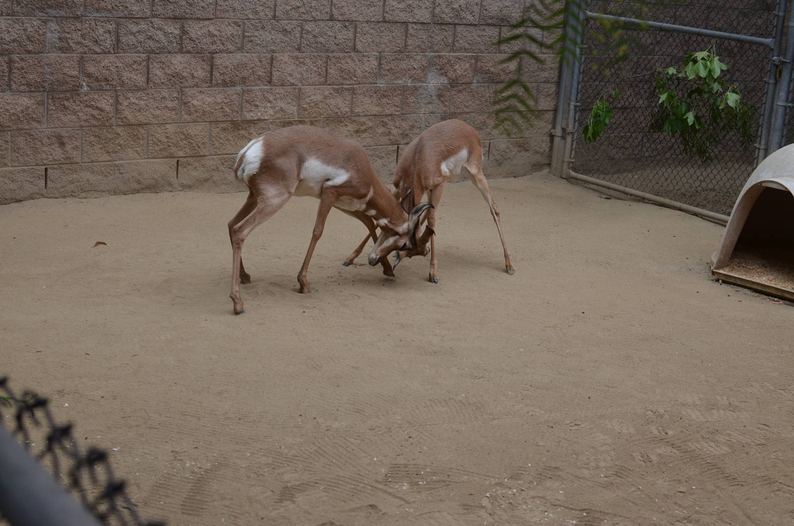 Pronghorns At Play