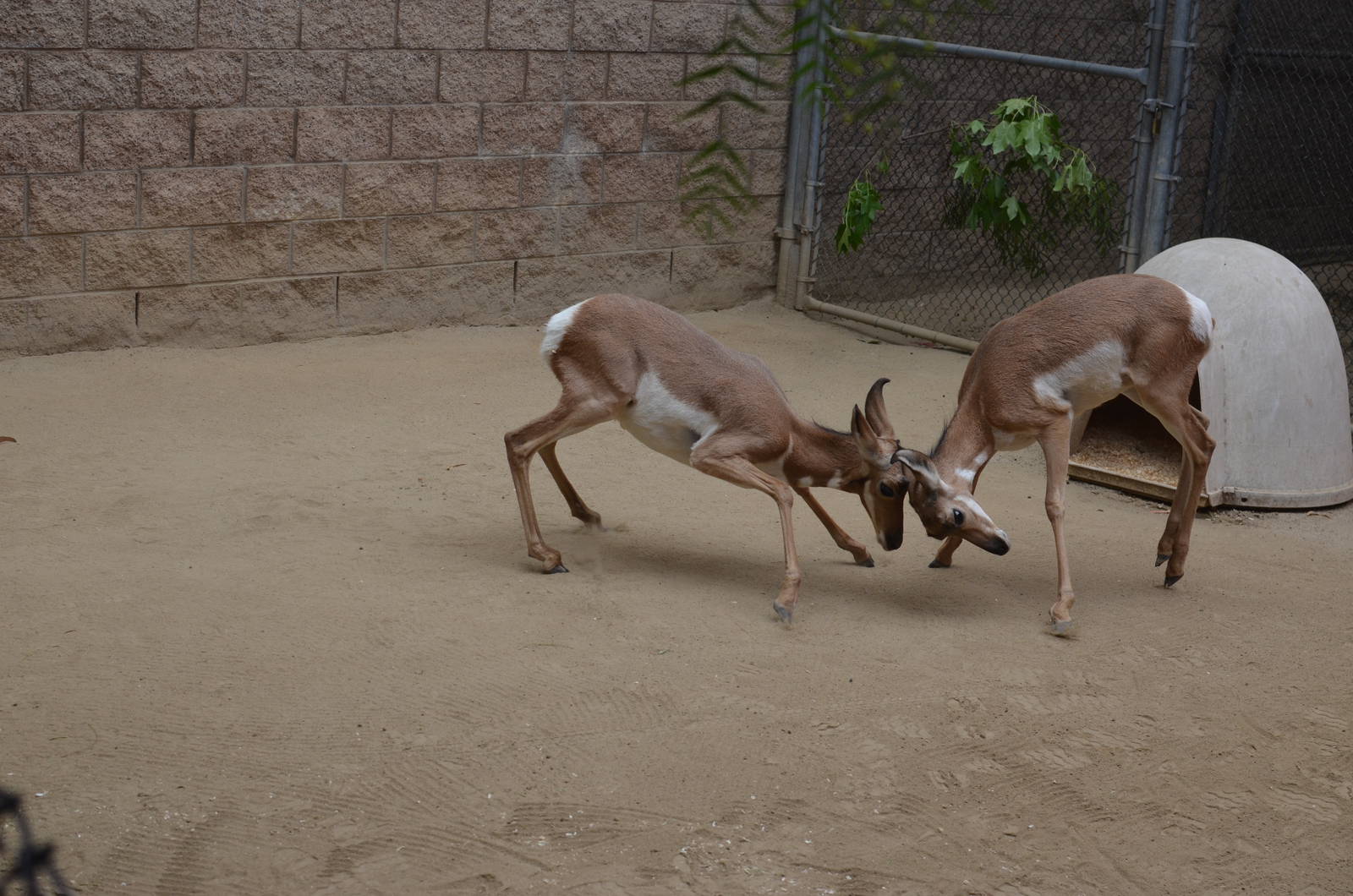 Pronghorns At Play