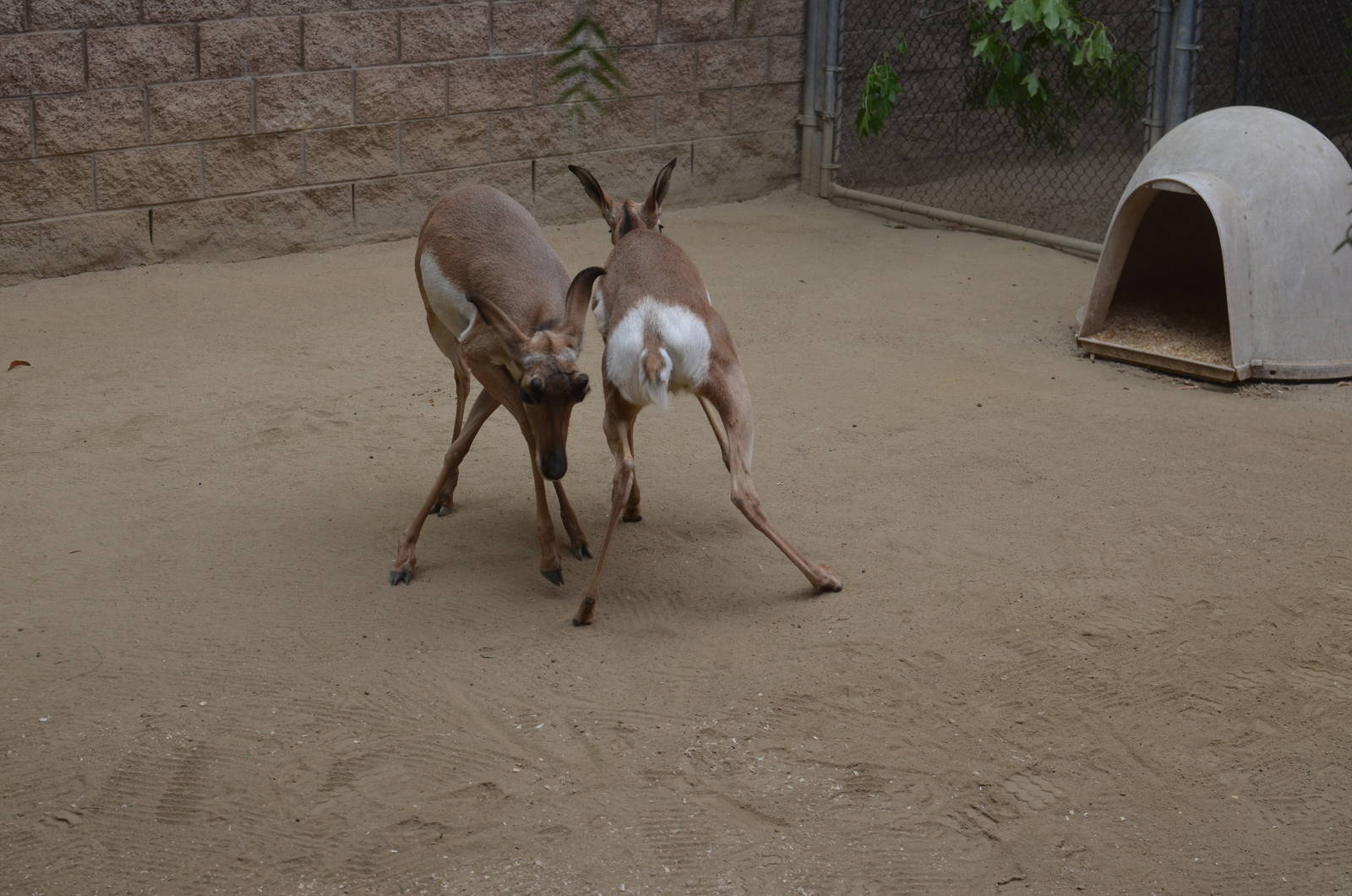 Pronghorns At Play