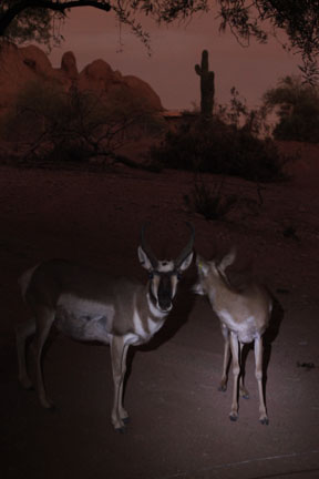 pronghorns by flashlight