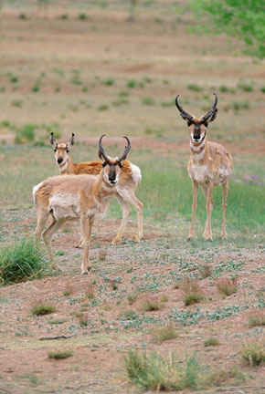pronghorns, Wildlife West
