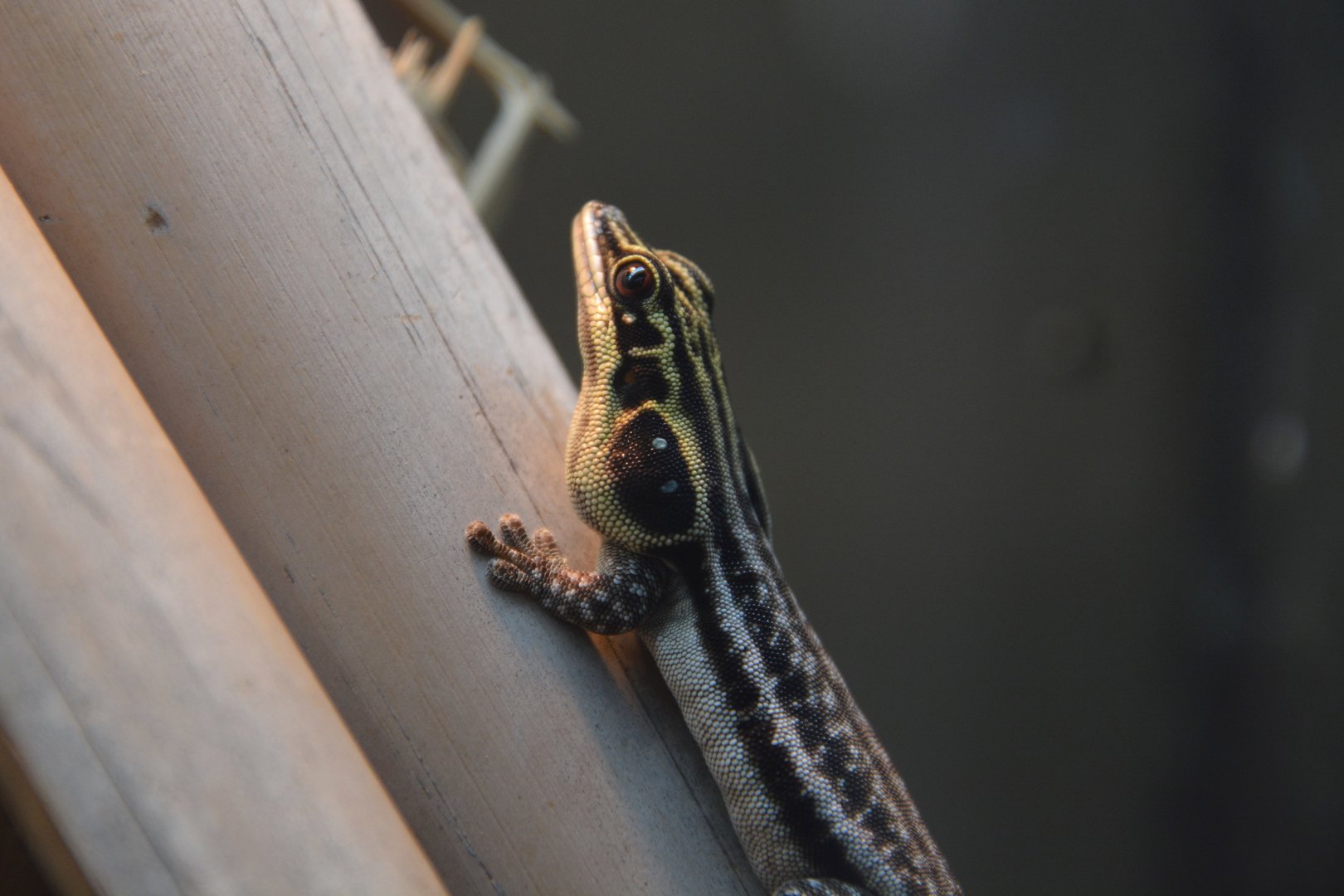 Pronk's day gecko (Phelsuma pronki)