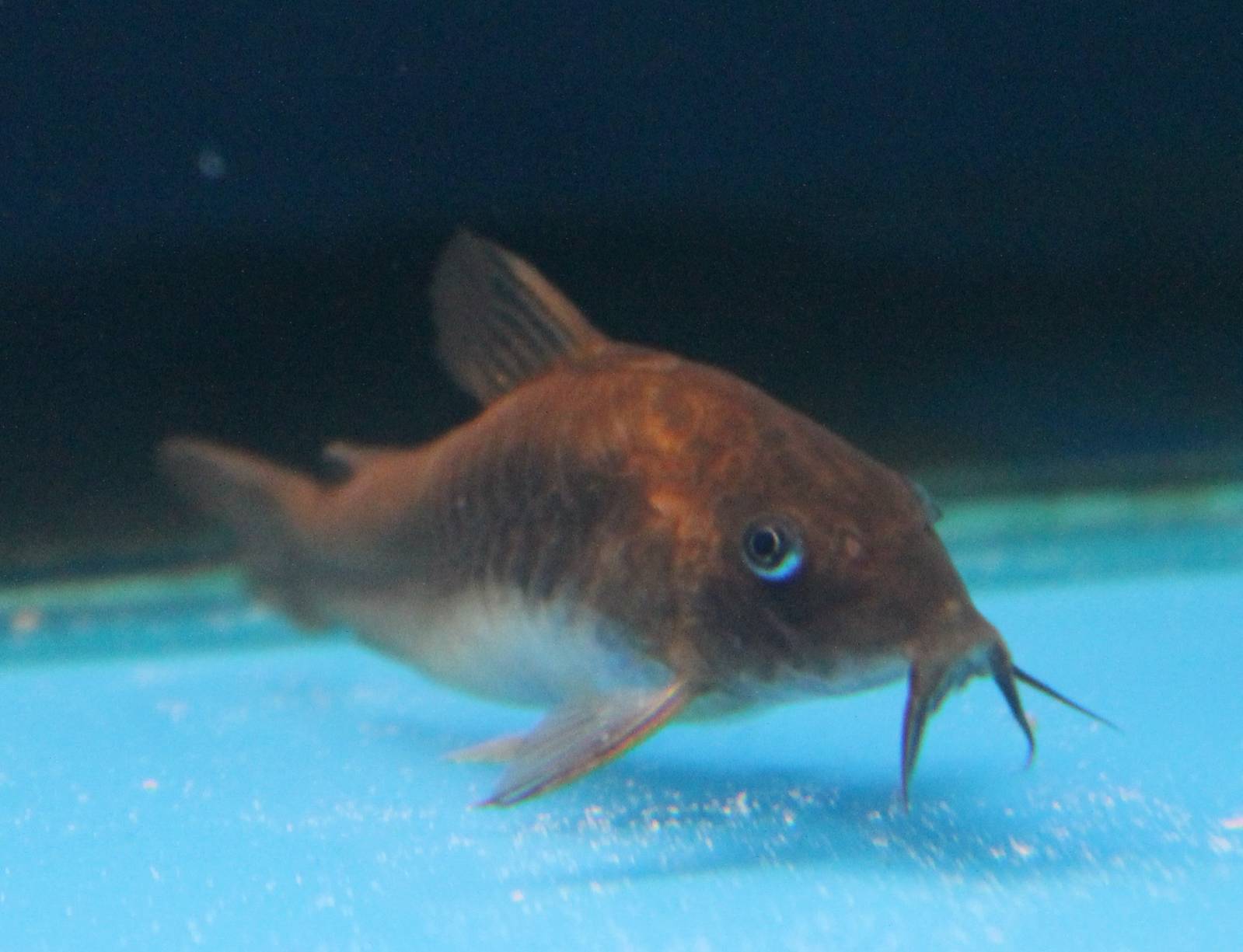 Prop. Corydoras aeneus