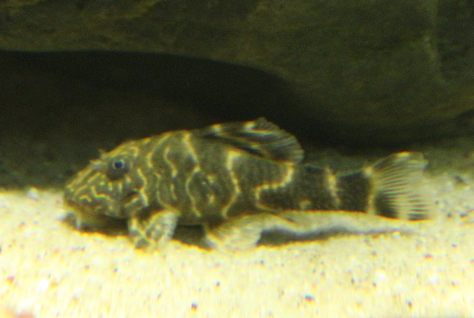 Prop. Hypancistrus debilittera