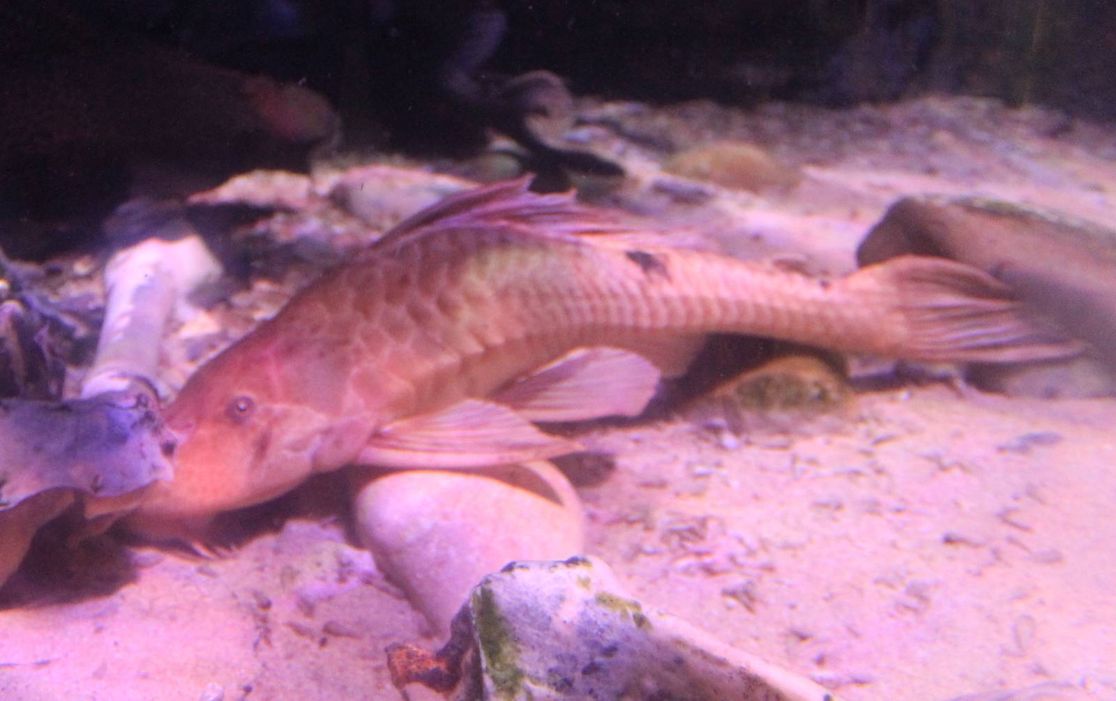 Prop. Hypostomus species
