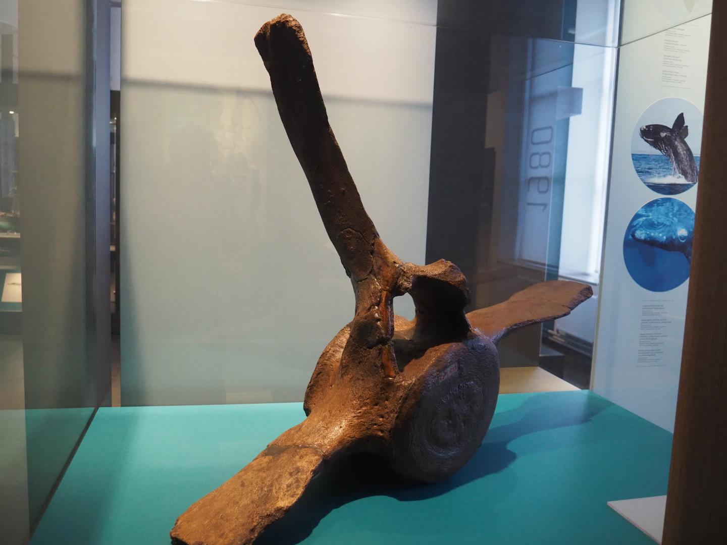 Propellor-sized fossil vertebra of Balaena primigenia, 2019-12-03
