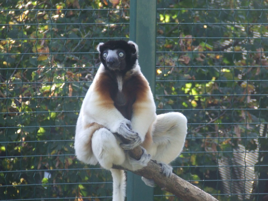 Propitheque couronné (propithecus verreuxi coronatus)