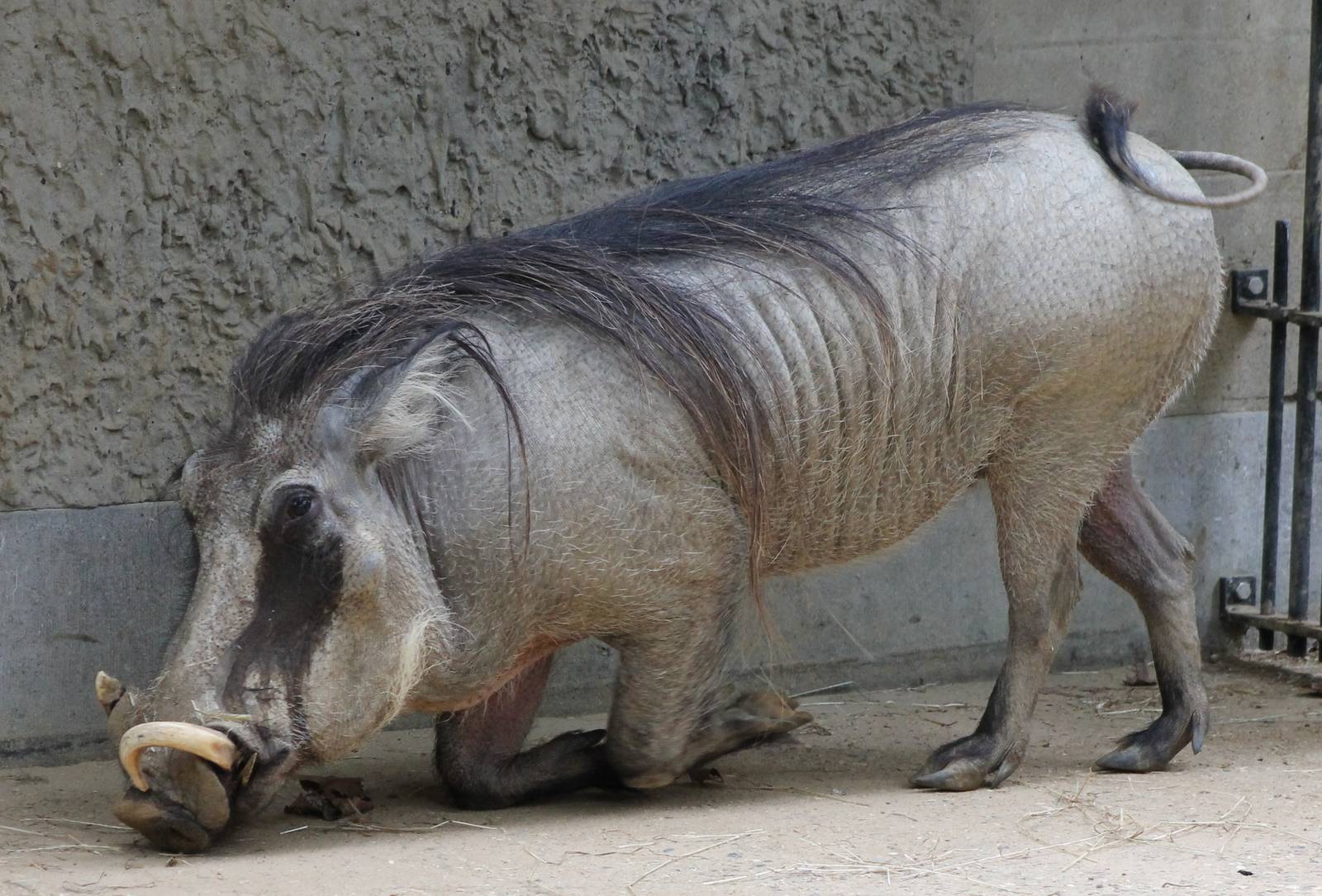 Proposal of marriage