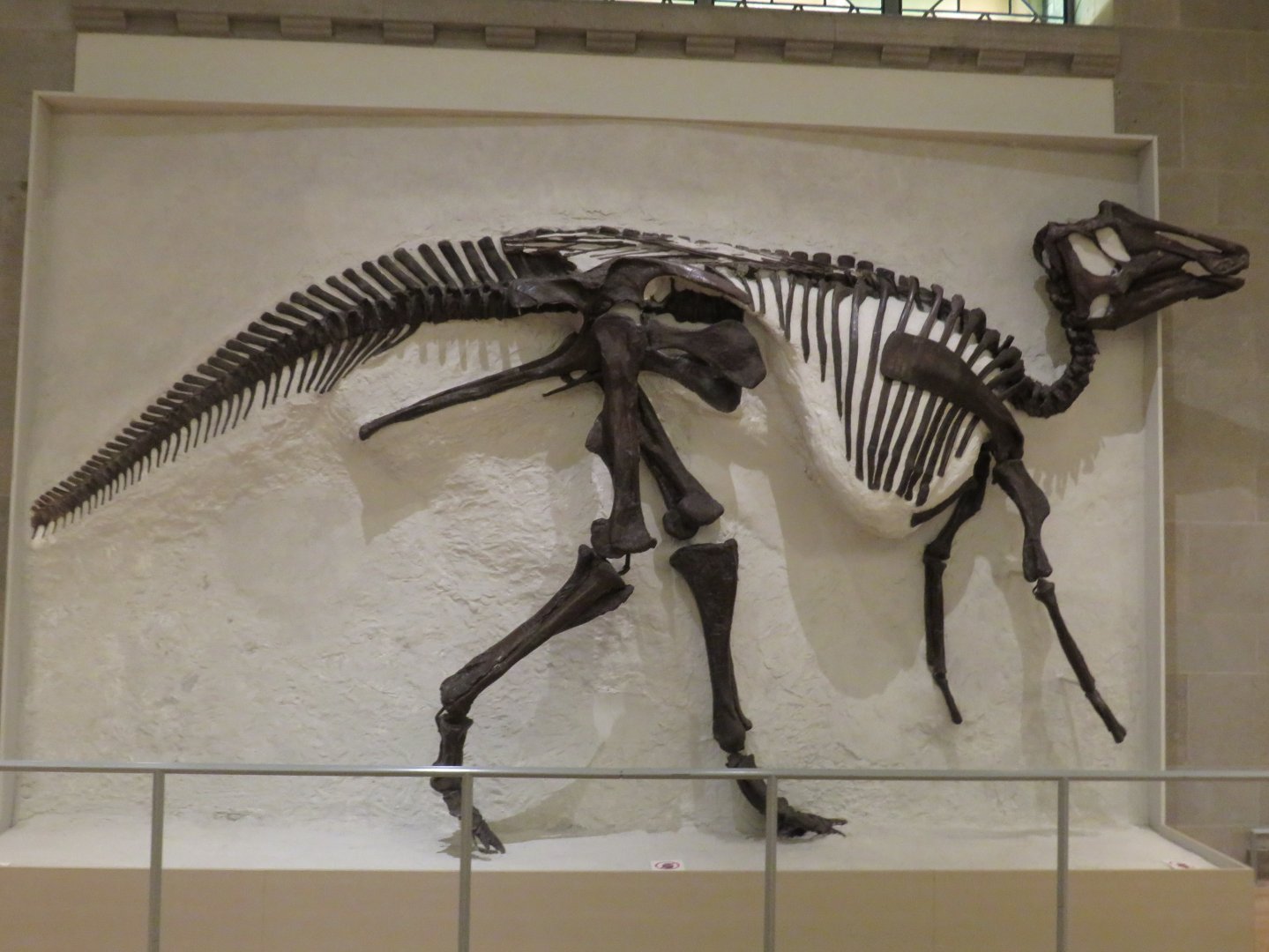 Prosaurolophus