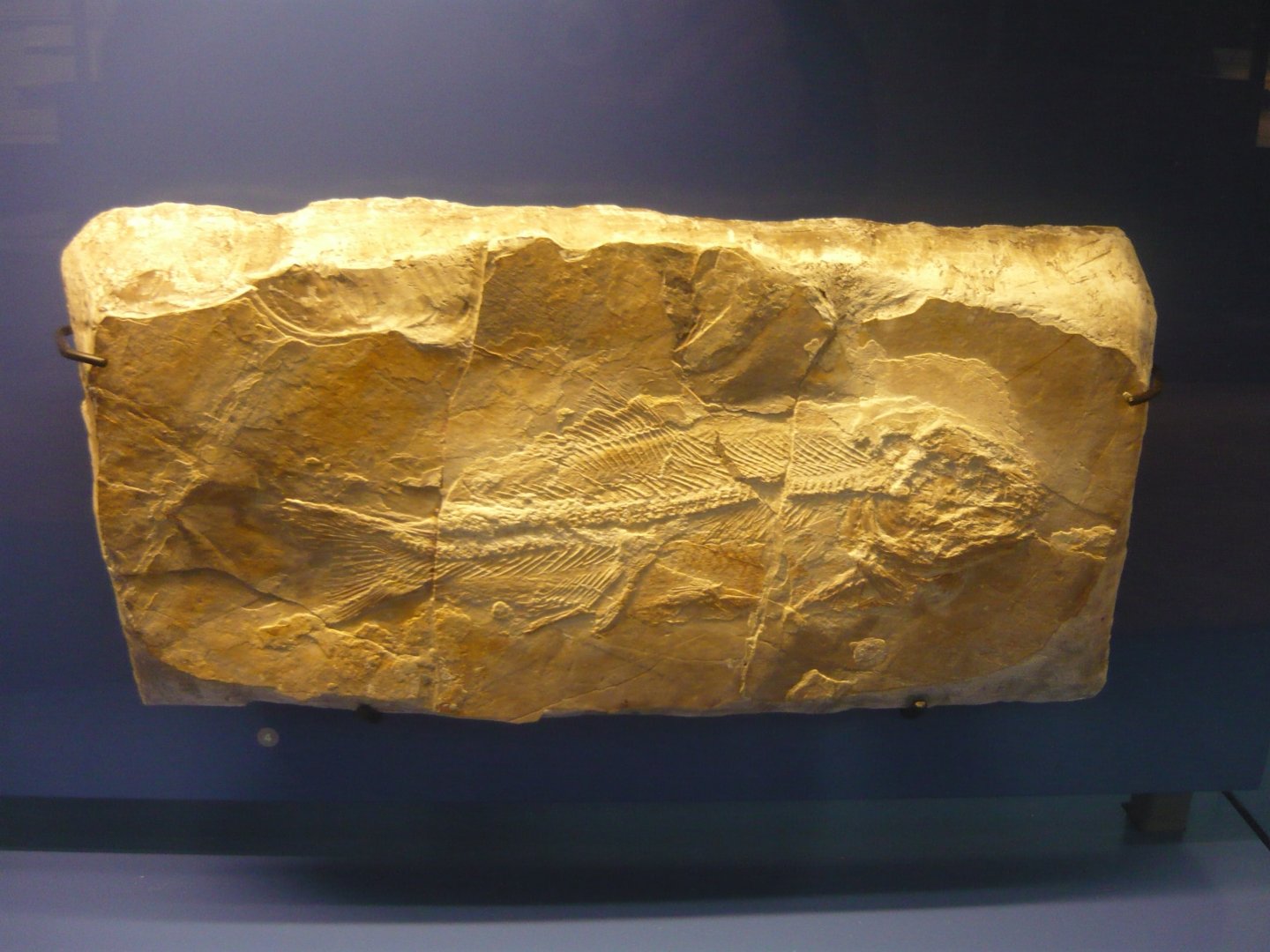 Proscinetes bernardi