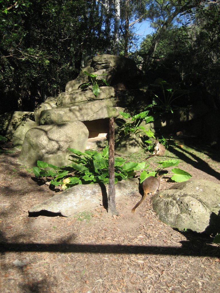 Proserpine Rock Wallaby enclosure