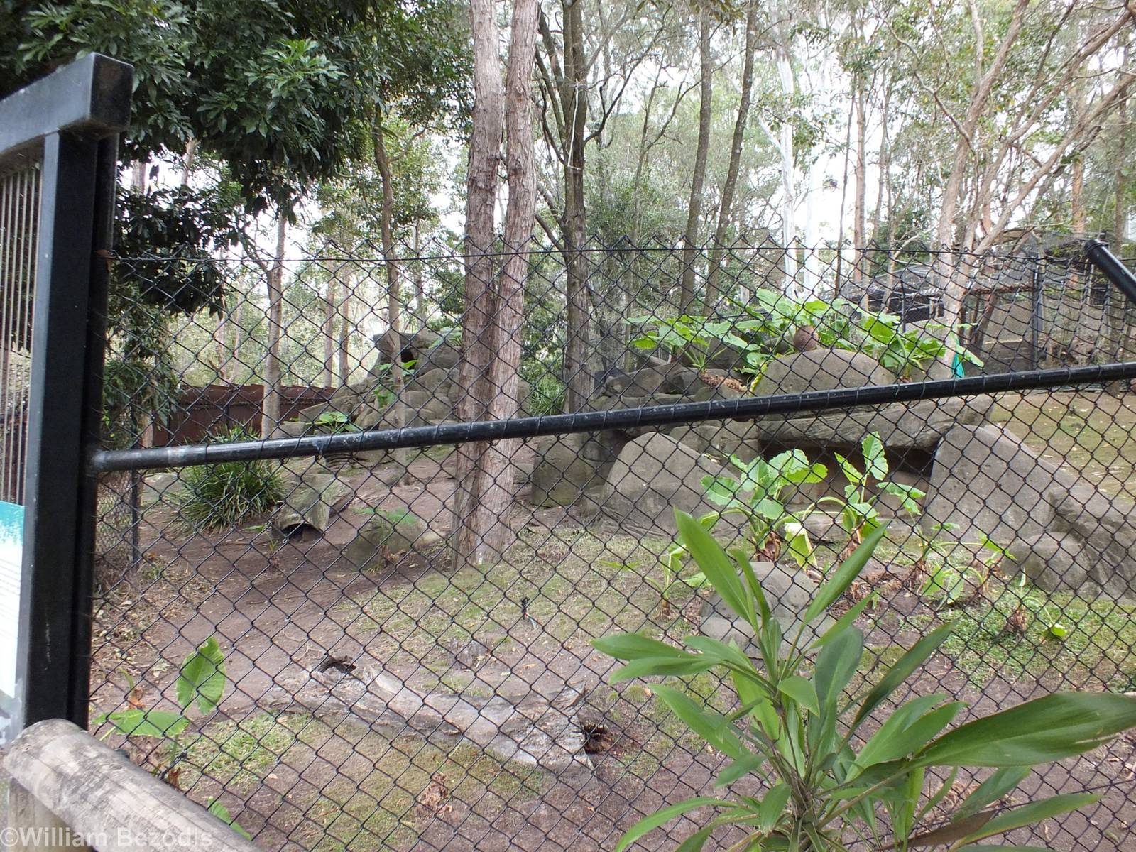 Proserpine Rock Wallaby Enclosure