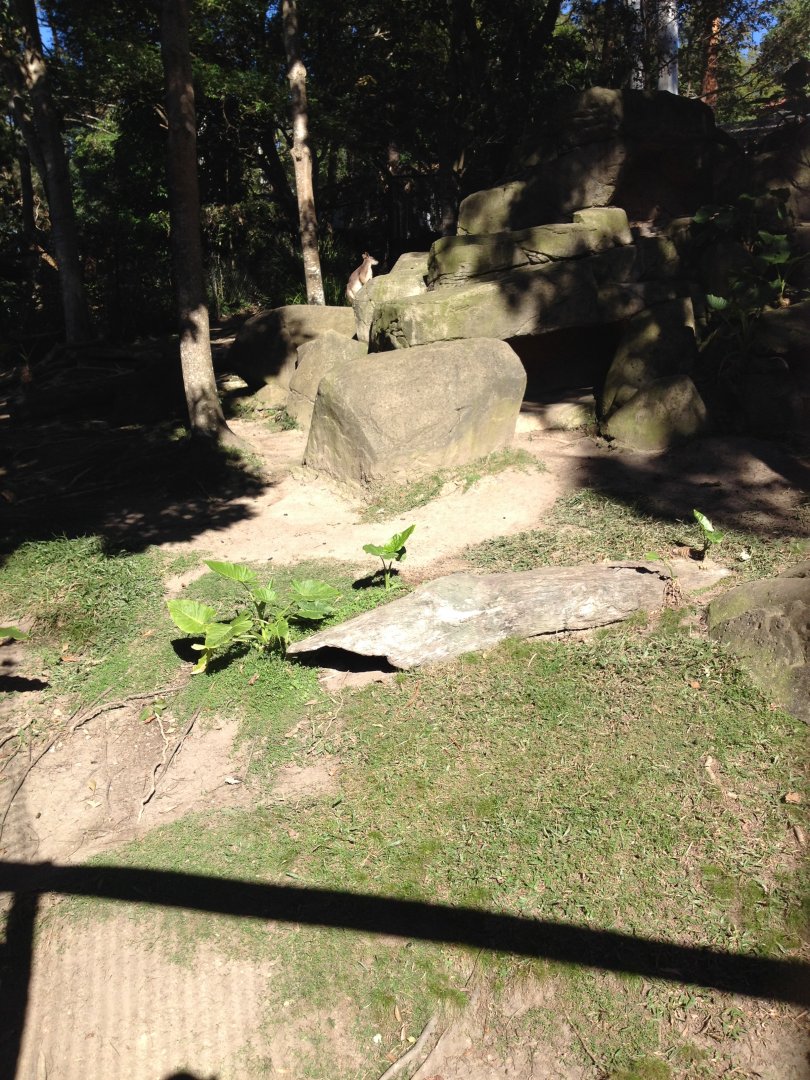 Proserpine Rock-wallaby enclosure