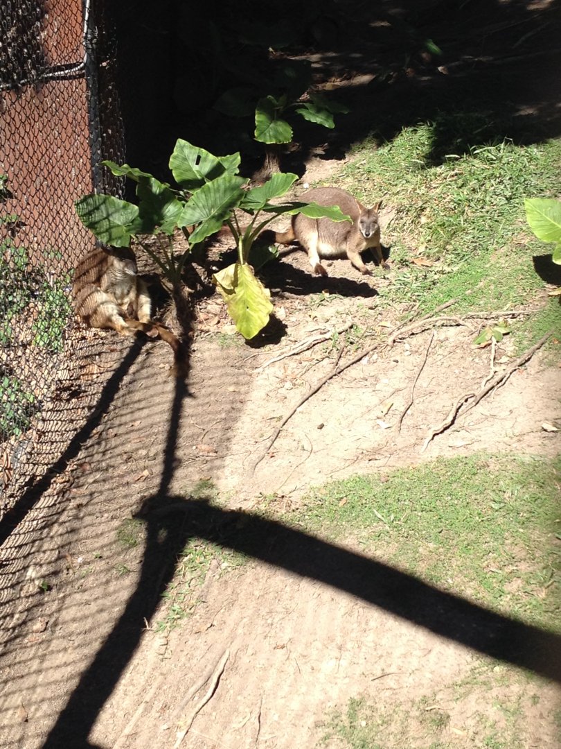 Proserpine Rock-wallaby (Petrogale persephone)