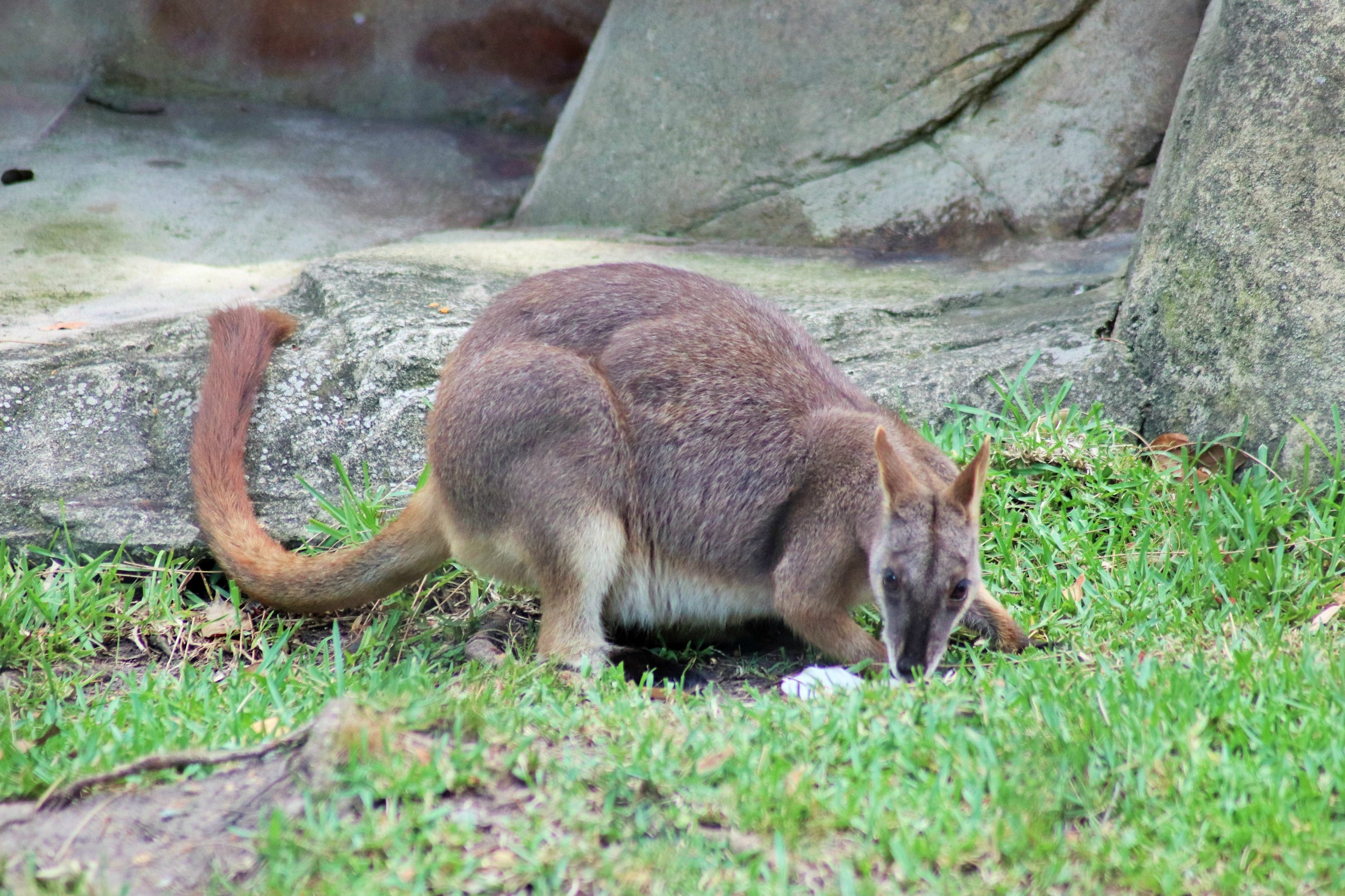 Proserpine Rock Wallaby (Petrogale persephone)