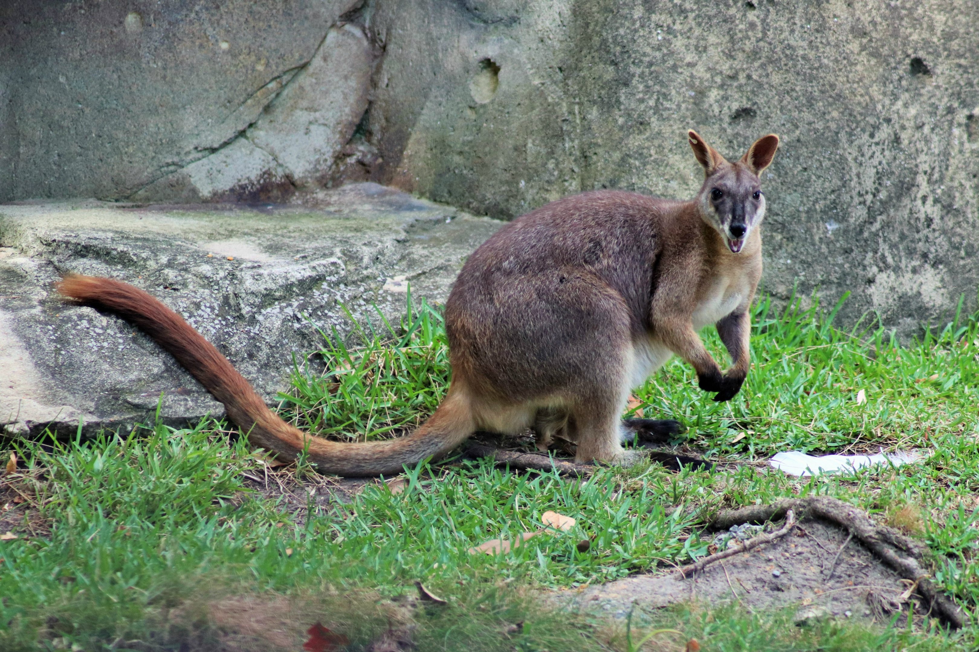 Proserpine Rock Wallaby (Petrogale persephone)