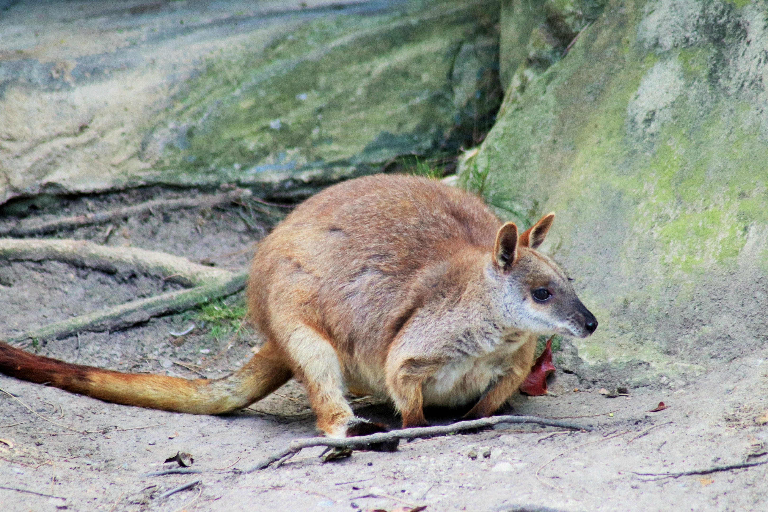Proserpine Rock Wallaby (Petrogale persephone)