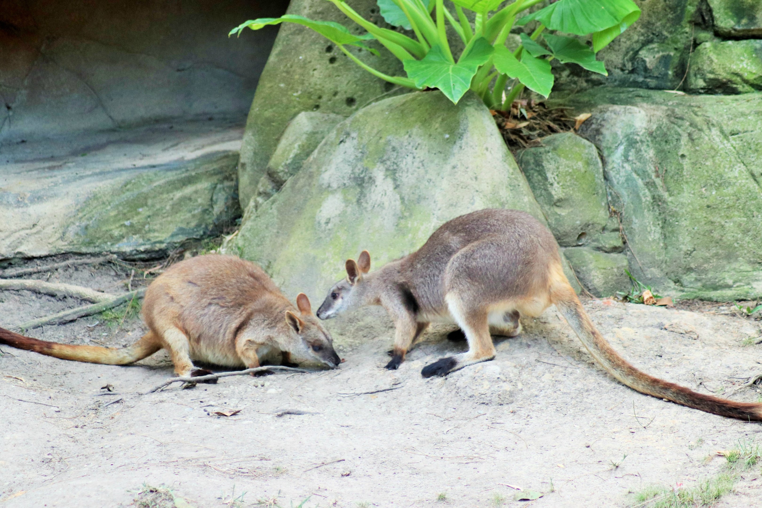 Proserpine Rock Wallaby (Petrogale persephone)