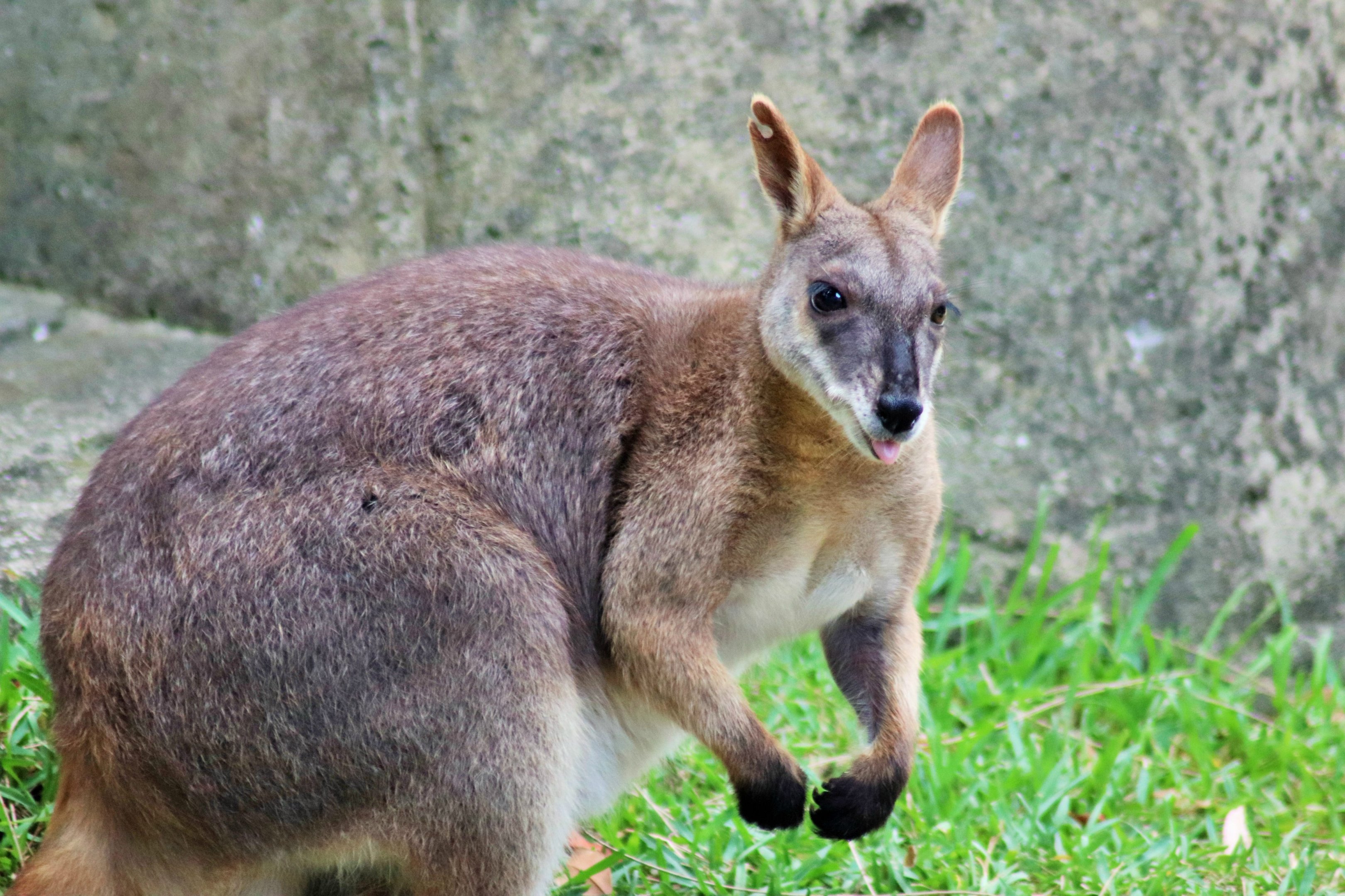Proserpine Rock Wallaby (Petrogale persephone)