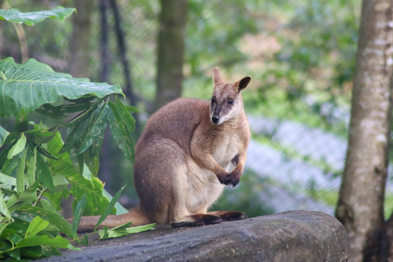 Proserpine Rock Wallaby (Petrogale persephone)