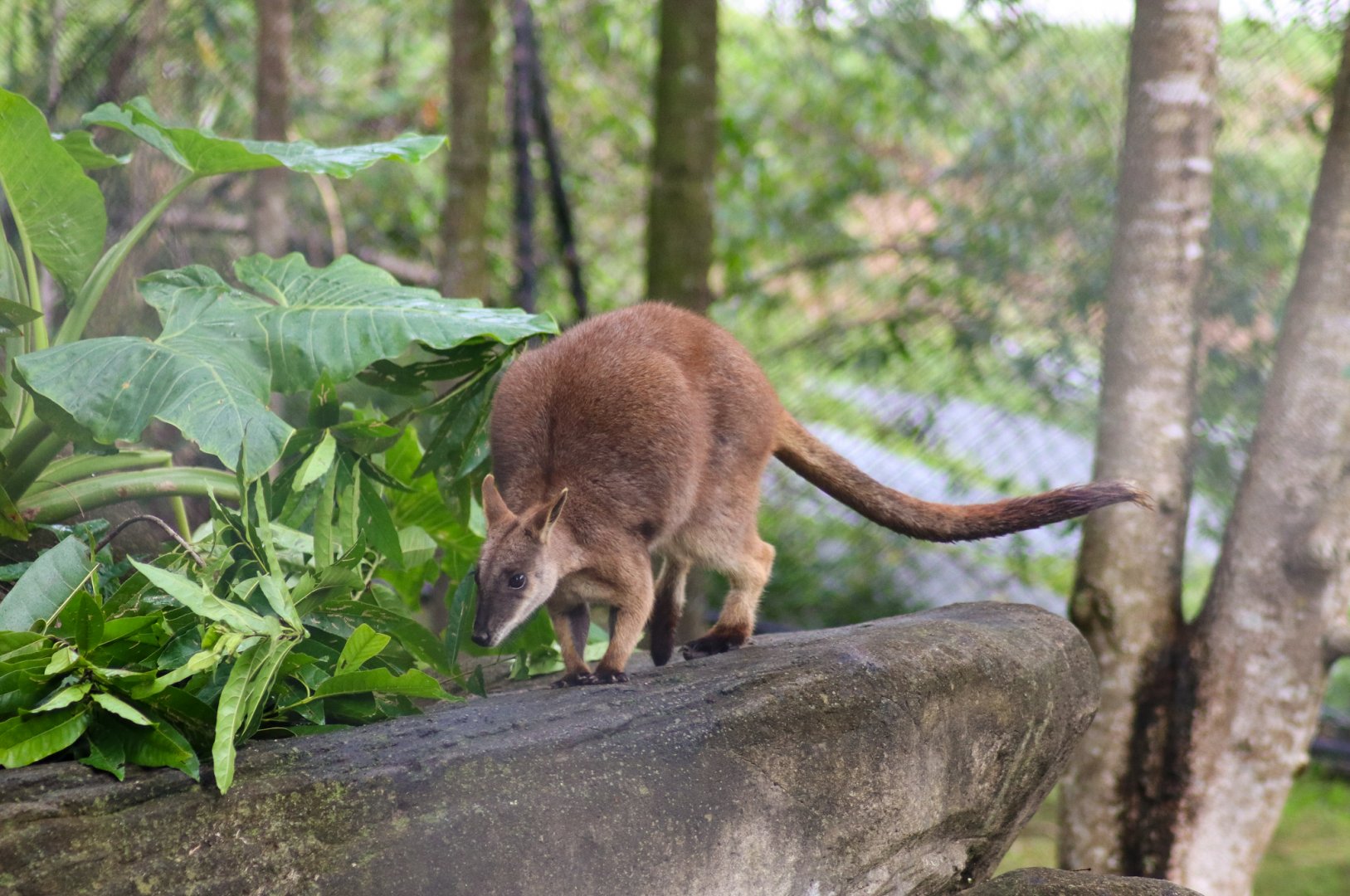Proserpine Rock Wallaby (Petrogale persephone)