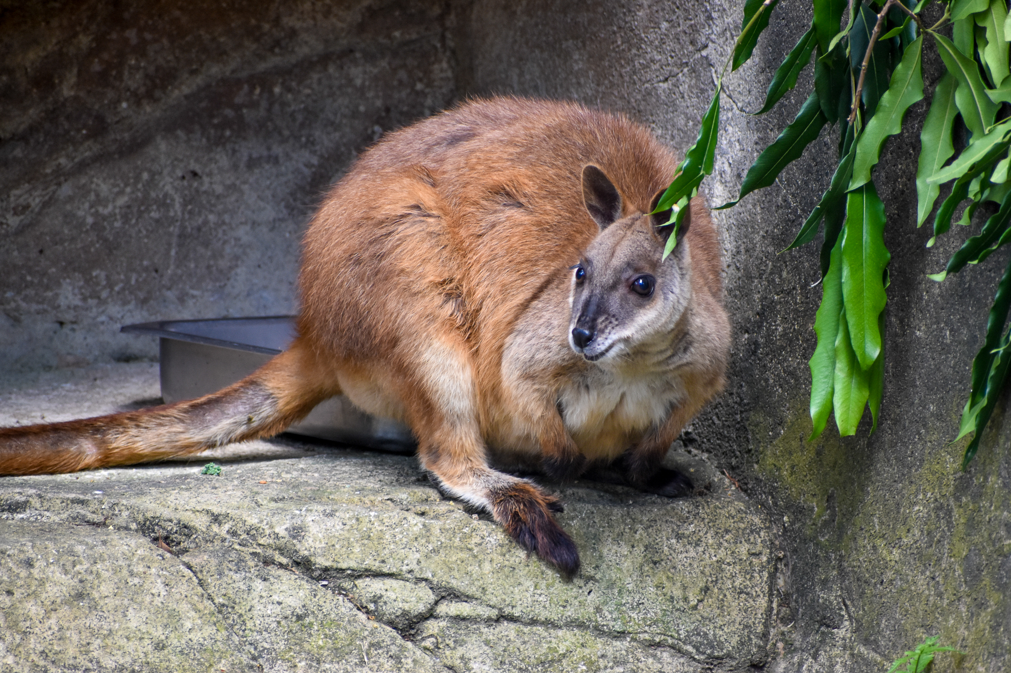 Proserpine Rock-wallaby (Petrogale persephone)