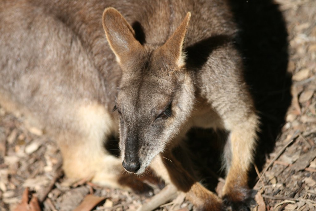 Proserpine Rock Wallaby