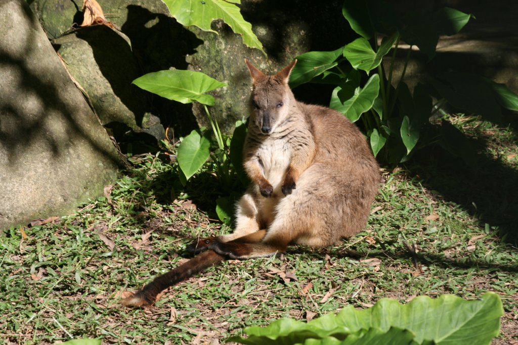 Proserpine Rock Wallaby